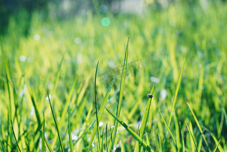 春季绿色草地摄影图