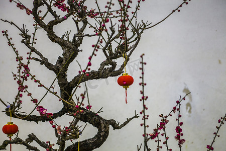 杭州冬天摄影照片_杭州植物园风景红梅摄影图