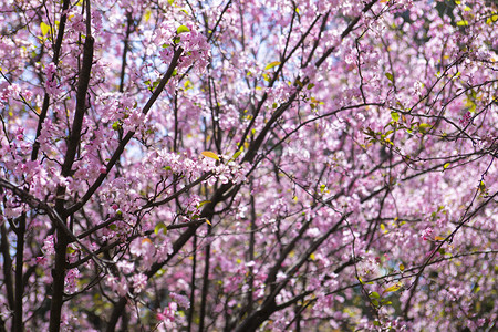 春天盛开桃花自然风景摄影图