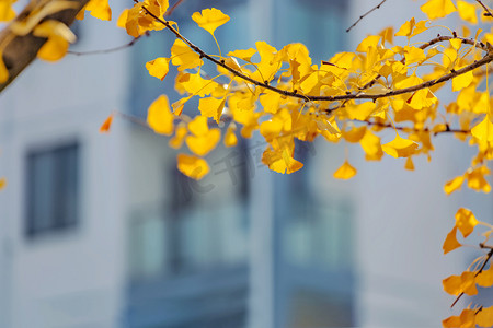 白果树树杆和叶子摄影图