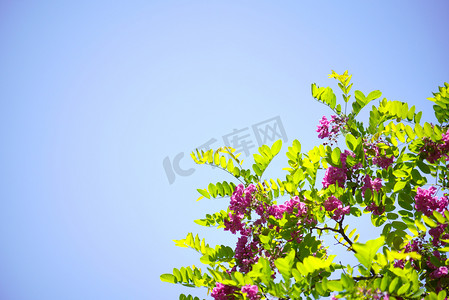 春季植物鲜花摄影照片_植物树木紫花槐摄影图