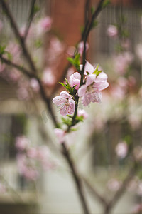 春天来临桃花特写摄影图