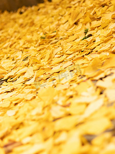 秋日铺满地面银杏叶摄影图