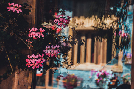 玻璃窗子上的花卉植物倒影摄影图