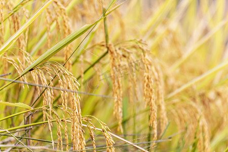 叶子稻谷稻穗摄影图
