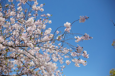 日本樱花摄影图