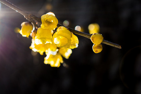 黄花鸢尾草摄影照片_腊梅花摄影图