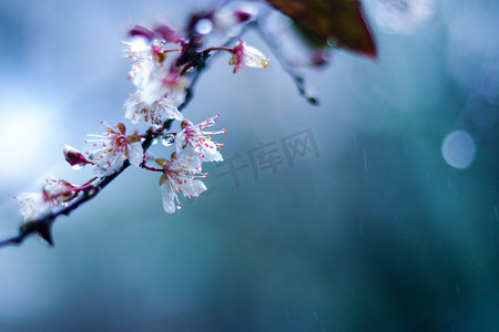 雨天自然摄影照片_自然下植物上花朵自然风景摄影图