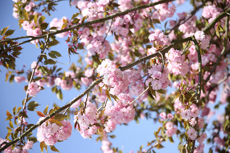 粉色花朵摄影照片_粉色花朵樱花树自然风景摄影图