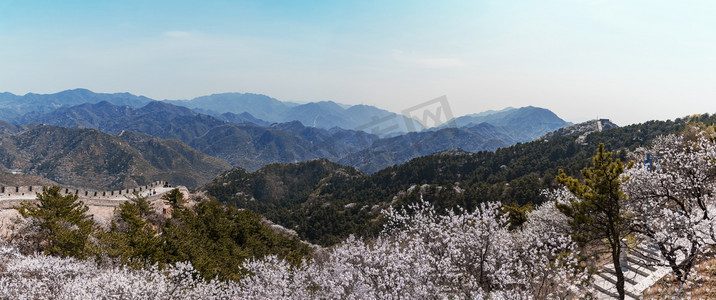 双节同庆摄影照片_长城山谷杏花摄影图