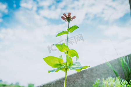 天空下植物花朵摄影图