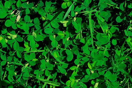 夏天绿色小清新植物摄影图