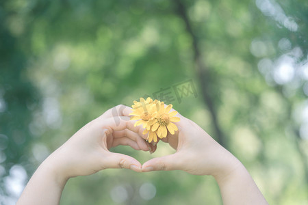 唯美黄色花朵手势摄影图