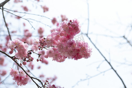 春天盛开桃花花枝自然风景摄影图