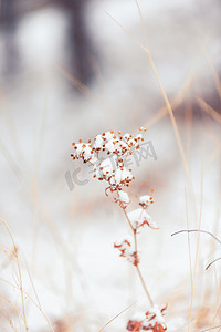 冬至摄影照片_雪后植物雪后微景观摄影图