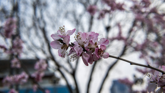 浪漫粉色桃花摄影照片_春天植物三月桃花开自然风景摄影图