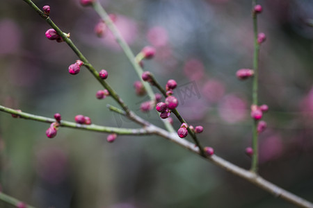 腊八送福摄影照片_杭州植物园风景红梅花苞摄影图