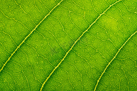  绿色植物叶背景纹理摄影图