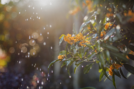 秋天逆光带水珠桂花摄影图
