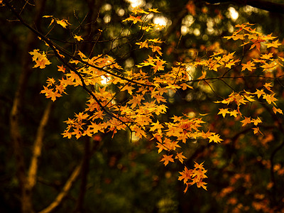 秋季秋天枫叶红叶风景照片