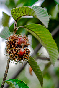 秋季板栗树上成熟的栗子果实