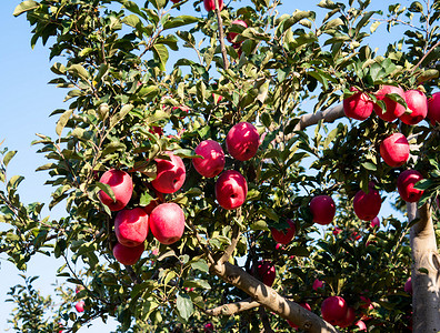 红苹果果树摄影图