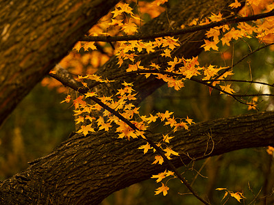 十一月风景摄影照片_秋季秋天红叶枫叶照片