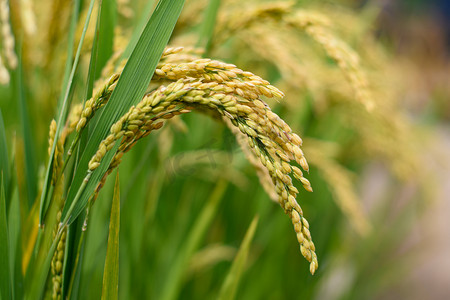 秋天稻田里成熟低垂稻穗摄影图