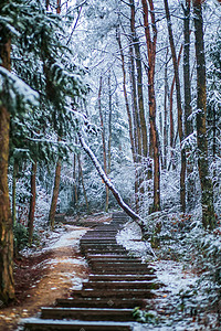 圣福灵雪景山摄影照片_冬天雪景树林阶梯摄影图