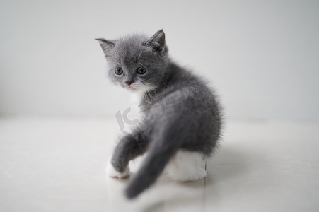 世界动物 猫咪蓝猫宠物小猫摄影图