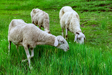 内蒙古夏季草原牧场绵羊觅食摄影图