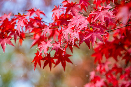 秋季红叶枫叶