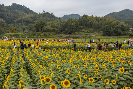 国庆节向日葵花海游玩的场景