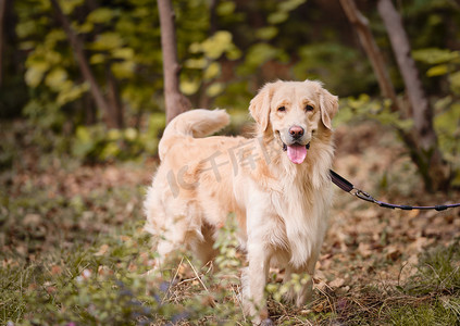 世界动物界宠物狗金毛犬金毛寻回犬摄影图