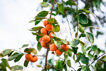 柿子树柿子水果摄影图