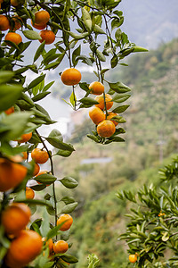 秋天橘子摄影图
