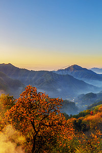 秋天早晨云海树木和柿子摄影图