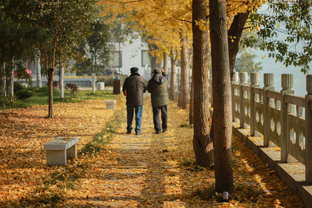 花草树木平面摄影照片_秋天公园银杏树黄老人散步摄影图