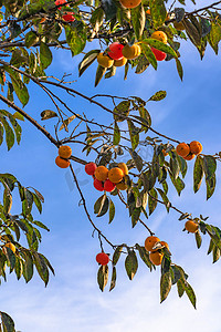 秋天蓝天下柿子树摄影图