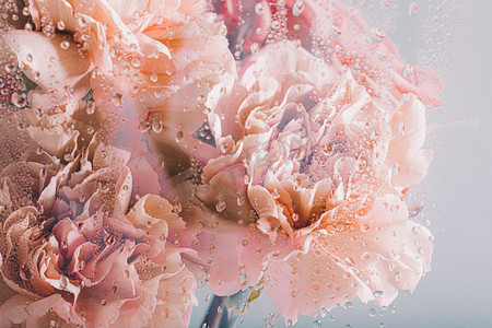 粉色花朵摄影照片_文艺鲜花花朵水雾玻璃摄影图