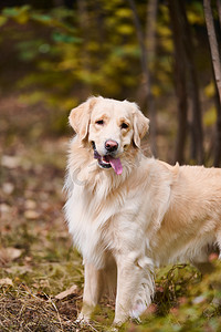 世界动物界宠物狗金毛犬金毛寻回犬摄影图