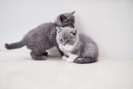 英文十一月摄影照片_世界动物节猫咪蓝猫宠物小猫摄影图