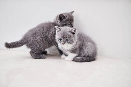 方特欢乐世界摄影照片_世界动物节猫咪蓝猫宠物小猫摄影图