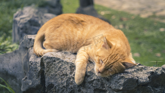 猫睡觉摄影照片_睡觉猫咪摄影图
