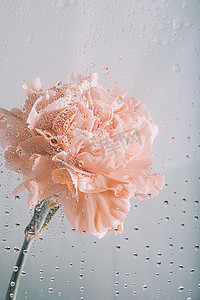 康乃馨花朵摄影照片_文艺鲜花花朵水雾玻璃摄影图