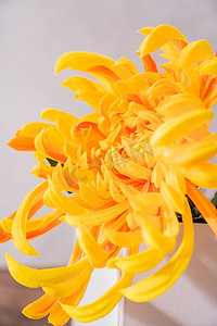 菊花黄色线菊摄影图
