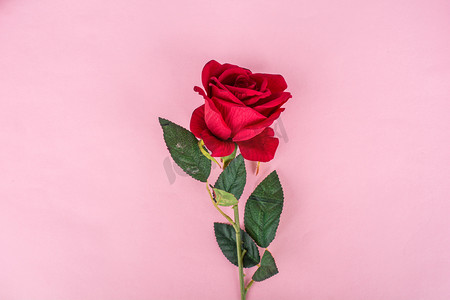 唯美爱情摄影照片_唯美七夕粉色背景上的玫瑰花摄影图