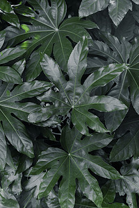 大叶植物摄影图