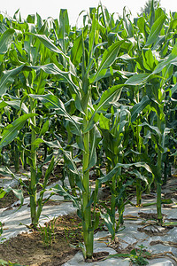 竖版摄影照片_庄稼地玉米幼苗竖版特写植物摄影图
