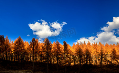 秋天树木天空蓝天白云摄影图